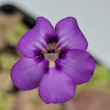 Close-up of a purple Pinguicula "Jellyfish" flower with a blurred background