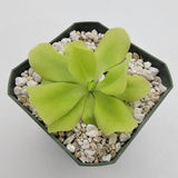 Pinguicula "Pecosita"