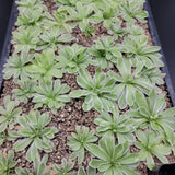 Small Pinguicula "Snow Queen" plants with white edges growing in a grid pattern on a dark background