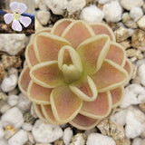 Close-up of a Pinguicula "Yucca Do 1713" plant with a small inset of a purple flower on a rocky background.