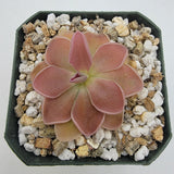 Pink Pinguicula 'PE Formosa' plant in a pot with decorative stones on a white background