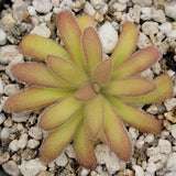 Fuzzy green Pinguicula agnata 'El Lobo' x gypsicola plant on a gravel background
