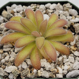 Small Pinguicula agnata 'El Lobo' x gypsicolat plant with fuzzy leaves on a bed of small stones