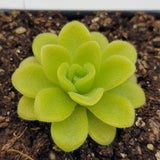 Close-up of Pinguicula agnata 'True Blue' plant with soil in the background