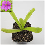 Small Pinguicula 'Apasionada' with long leaves in a pot on a white background