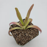 Small Pinguicula 'Aphrodite' plant with pinkish leaves on a white background