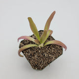 Small Pinguicula 'Aphrodite' plant in a heart-shaped pot on a white background