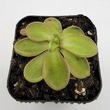 Pinguicula emarginata
