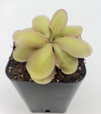 Pinguicula emarginata {red coloured and big rosette} x elizabethiae