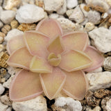 Close-up of a Pinguicula emarginata x jaumavensis plant with a textured stone background