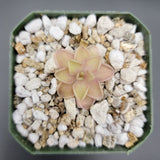 Small Pinguicula emarginata x jaumavensis plant in a pot with decorative pebbles