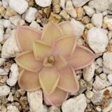 Pink Pinguicula emarginata x jaumavensis plant on a bed of small stones