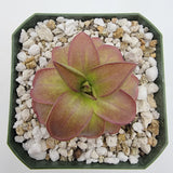 Pinguicula laueana 'CP2' {Oaxaca, Mex} plant in a pot with decorative pebbles on a white background