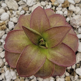 Close-up of a Pinguicula laueana 'CP2' {Oaxaca, Mex} plant with purple and green leaves on a pebble background