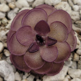 Close-up of a Pinguicula laueana "Tangerine" x cyclosecta plant with a textured surface on a rocky background.