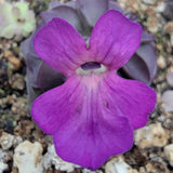 Close-up of a vibrant purple flower Pinguicula laueana "Tangerine" x cyclosecta with a blurred natural background