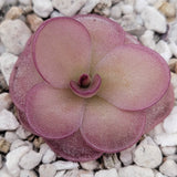 Pinguicula laueana x 'Huahuapan' (Red clone)