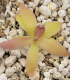 Small Pinguicula laueana x gypsicola plant with pinkish-red leaves on a pebble background