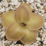 Close-up of a succulent plant with a textured surface on pebbles.