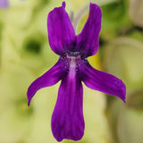 Close-up of a purple flower with a blurred green background