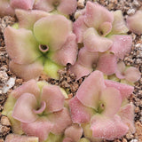 Close-up of a Pinguicula martinezii x laueana -Mexican butterwort-plant with pink and green leaves on a textured surface.