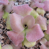 Pinguicula martinezii x laueana -Mexican butterwort