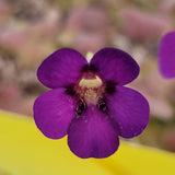 Close-up of a purple Pinguicula martinezii x laueana -Mexican butterwort-flower with a blurred background