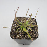 Potted Pinguicula medusina plant with long, thin leaves on a white background