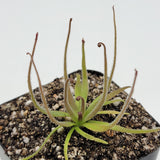 Close-up of a carnivorous plant with long, thin leaves on a white background