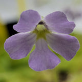 Close-up of a purple Pinguicula mirandae x (laueana CP2 x emarginata) flower with a blurred green background