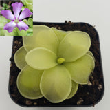 Green Pinguicula moranensis var. caudata x spec. Guatemala plant with a close-up inset of a purple flower on a white background
