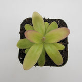 Pinguicula moranensis var. roseii