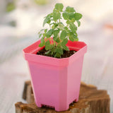 Pink 5" Nursery Pots with Insert Tray