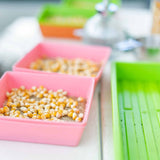 Colorful trays with seeds on a kitchen counter