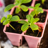 Small green plants in pink pots with soil