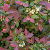 Pink Icing® Blueberry