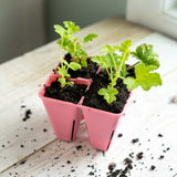 Two small green plants in pink pots on a wooden surface with soil around. 4 Cell Plug Tray Inserts