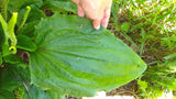 Plantain 1st Aid Salve – Natural Herbal Wound & Bite Remedy
