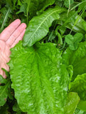 Plantain 1st Aid Salve – Natural Herbal Wound & Bite Remedy
