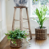 Two potted plants on a wooden floor with a stool in the background.