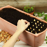 Person planting onion sets in a terracotta planter with soil.