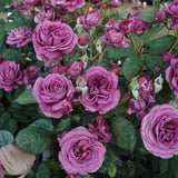 Plum Perfect Rose 1.5 Gallon Pot Fragrant Purple Rose Plant