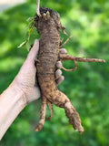A hand holding a freshly harvested, rough brown poke root with small green leaves at the top, set against a blurred green outdoor background.