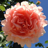 Close-up of a pink Polka Climbing Rose with a blue sky background