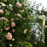 Pink Polka Climbing Roses blooming on a green bush with a wooden pergola in the background.