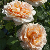 Close-up of two peach-colored Polka Climbing Roses with green leaves in the background