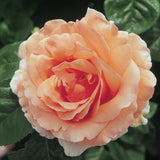 Close-up of a peach-colored Polka Climbing Rose with green leaves in the background