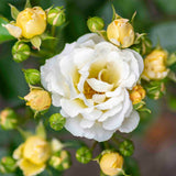Popcorn Drift® Rose