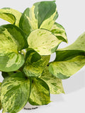 A close-up of a variegated pothos plant with green and pale yellow leaves, growing in a white pot against a light gray background. The text 'Bumble Plants' is visible on the pot.