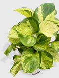 A variegated pothos plant with green and cream-colored heart-shaped leaves, potted in a white pot labeled 'Bumble Plants' against a light gray background.